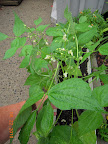 5+ week blue lake bush beans - fruit developing, still flowering