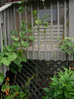 16 week Japanese cuke plus battered pole beans - harvested from both this week... not rust but mites? maybe both...
