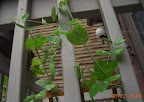 7+ week sugar snap peas - fruit growing!