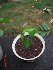 5 week carmen pepper traded up to a small flowerpot yesterday - these transplant really well - dosed with Sea Magic and Miracle Gro