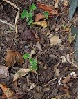 3 week sugar snap peas and some vinca volunteers