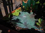 6.5 week chinese cabbages - still nowhere - and 4 week buttercrunch lettuce