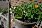 9 week profusion double zinnias in bloom outside (golden above, cherry on landing railing)