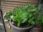 8 week romaine, 10 week zinnia