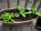 7 week buttercrunch (gone) and 5 week Chinese cabbages