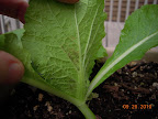cabbages and lettuces now aphid infested, too...