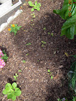 6 week Chinese cabbage plus 3 week radishes, korean curl lettuces, one spinach