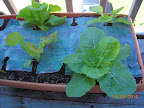 7 week korean curl lettuces and chinese cabbages