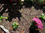 7 week chinese cabbage plus 4 week radishes, korean curl lettuces, one spinach