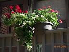 favorite railing planter - revived snapdragons, trailing vinca, chives, cherry profusion zinnia