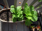 8 week chinese cabbages