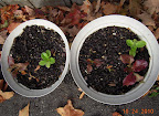6 week korean curl lettuces just not thriving in those pots - moved to other side of the driveway...