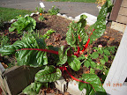 swiss chard most vivid thing left in the garden (lawn guys broke off a bunch of its biggest leaves)
