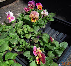 10 week pansies - to be planted out within the week, I hope
