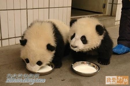 功夫熊貓，Kung Fu Panda，kuso圖文，panda,wiki,貼圖
