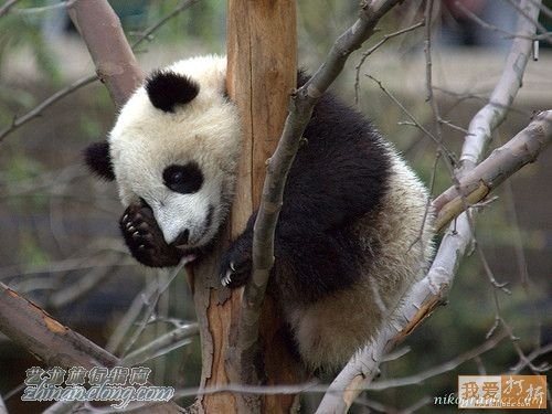 功夫熊貓，Kung Fu Panda，kuso圖文，panda,wiki,貼圖