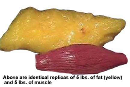 [5lbfatmuscle2.jpg]
