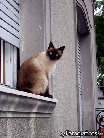 [Gato en la ventana[3].jpg]