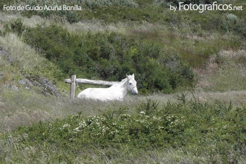 [Caballo blanco. Punta Arenas[2].jpg]