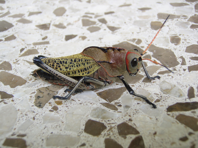 P9129745_Colored_Hopper.JPG