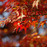 ... もみじ, 紅葉, 香嵐渓 ...Eduardo Koba5274067764958347634