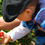 Strawberry Picking 2009