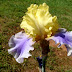 La belleza de los lirios