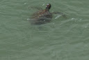 tortuga tortuga