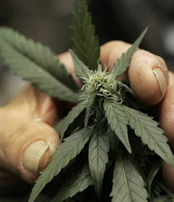 California Marijuana