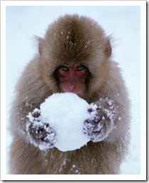 monkey_and_snowball