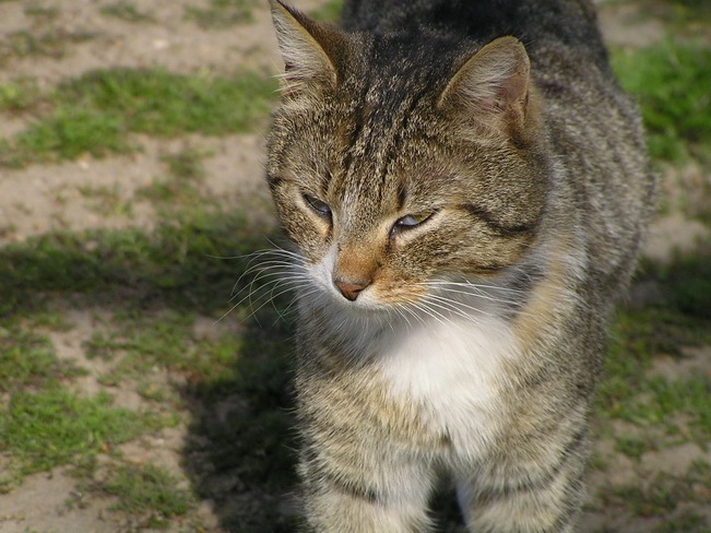 [Cat[4].jpg]