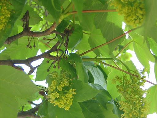 Flora y Fauna de Chiapas (Muy variado) Flora y Fauna de Chiapas (Muy variado)