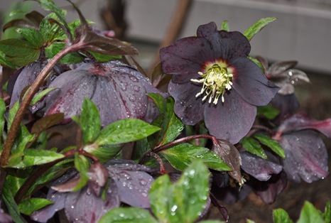 hellebore blog 4 hellebore blog 4