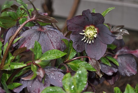 hellebore blog 4