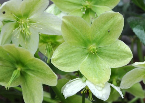 hellebore blog 5