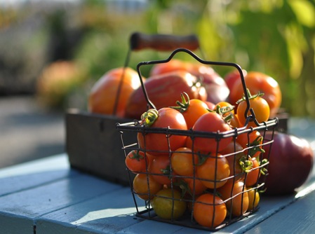 grow, cook, eat book shoot tomatoes