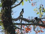 IMG_9895.JPG