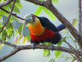 Red-breasted-toucan-na.jpg
