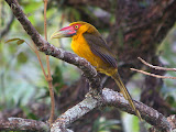 saffron-toucanet-na.jpg
