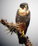 Bat Falcon @ escarpment.JPG