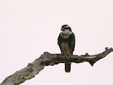 IMG_0417.JPG