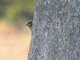 IMG_0456.JPG