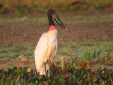 IMG_0431.JPG