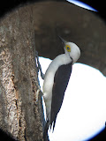 IMG_0552.JPG
