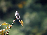 IMG_0990.JPG