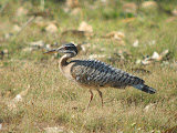 IMG_0484.JPG
