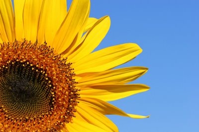 [Sunflower Image[8].jpg]