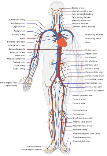 human circulatory system heart the circulatory system heart. human circulatory system heart