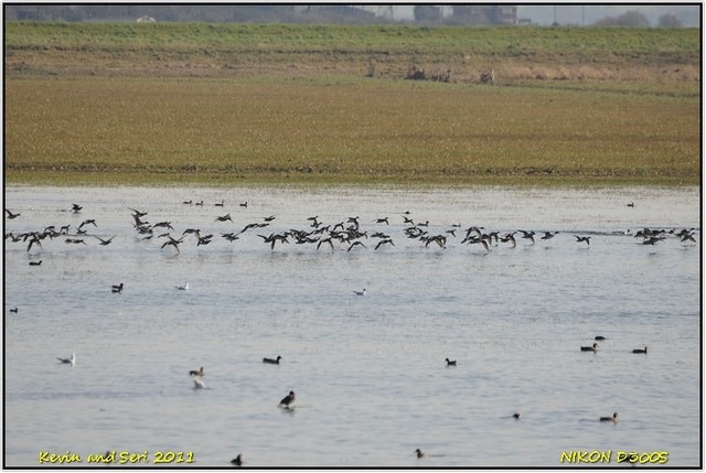 [Ouse Washes D300s  19-03-2011 13-26-15[3].jpg]