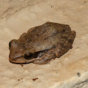 Common Indian Tree Frog or Chunam Tree Frog